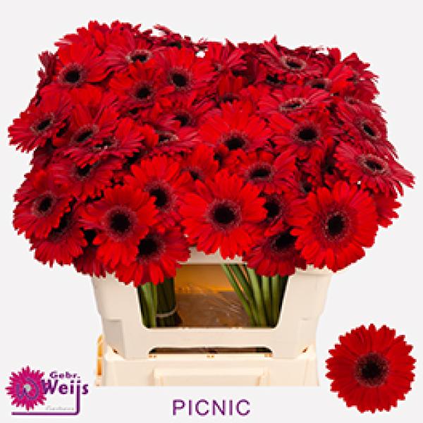 Vollsortiment Gerbera PICNIC - 1 Stiel